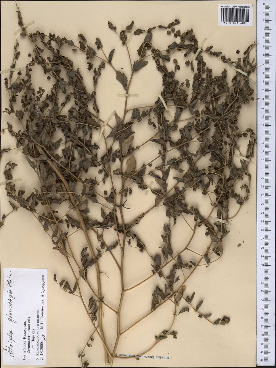 Лебеда шарообразная Iljin, Средняя Азия и Казахстан, Муюнкумы, Прибалхашье и Бетпак-Дала (M9) (Казахстан)