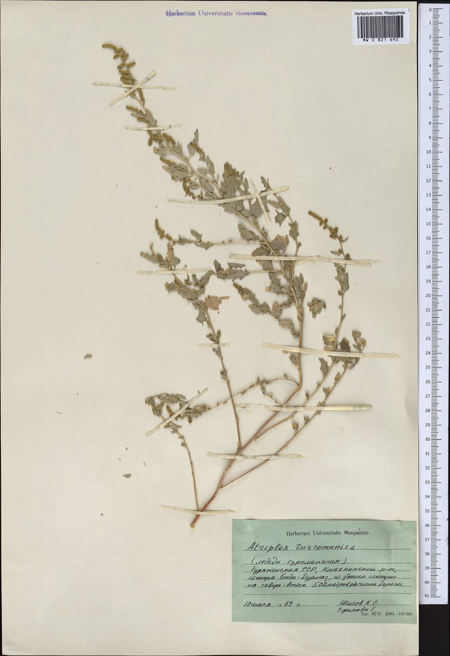 Atriplex turcomanica Fisch. & C. A. Mey. ex Kar., Средняя Азия и Казахстан, Каракумы (M6) (Туркмения)