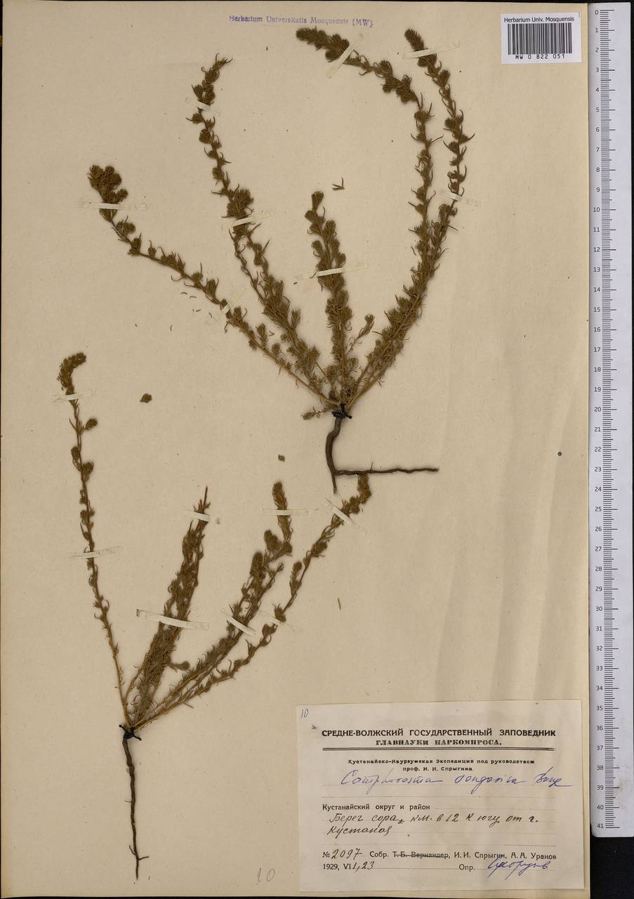 MW0822051, Camphorosma songorica (Камфоросма джунгарская), specimen