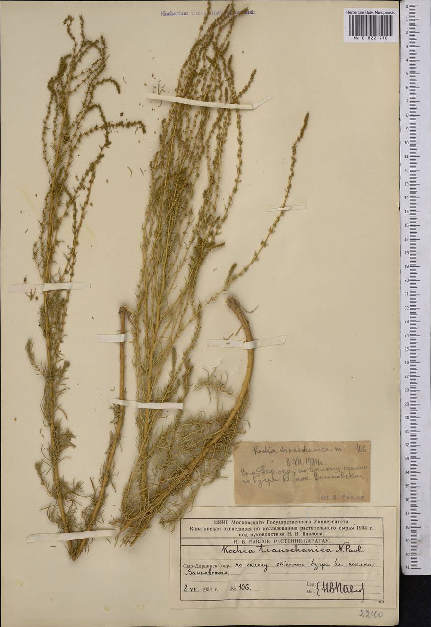 Бассия тяньшанская (Pavlov) Freitag & G. Kadereit, Средняя Азия и Казахстан, Западный Тянь-Шань и Каратау (M3) (Казахстан)