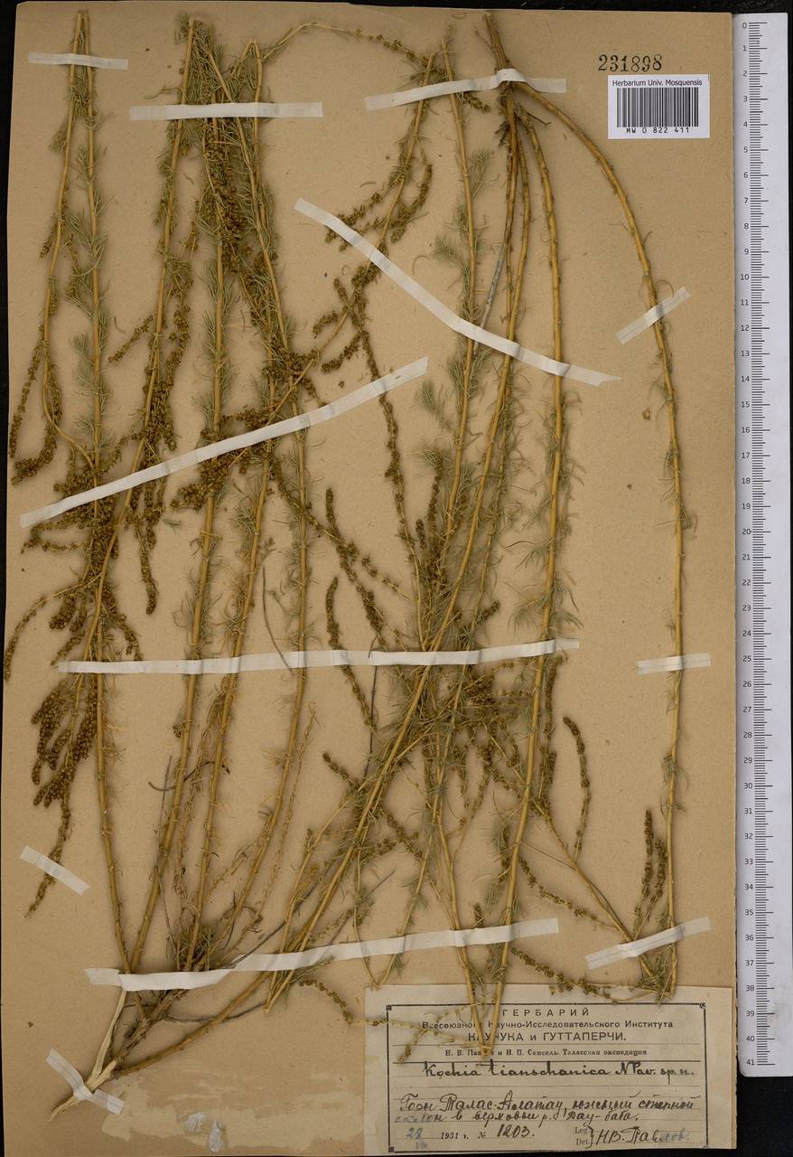 Бассия тяньшанская (Pavlov) Freitag & G. Kadereit, Средняя Азия и Казахстан, Западный Тянь-Шань и Каратау (M3) (Казахстан)