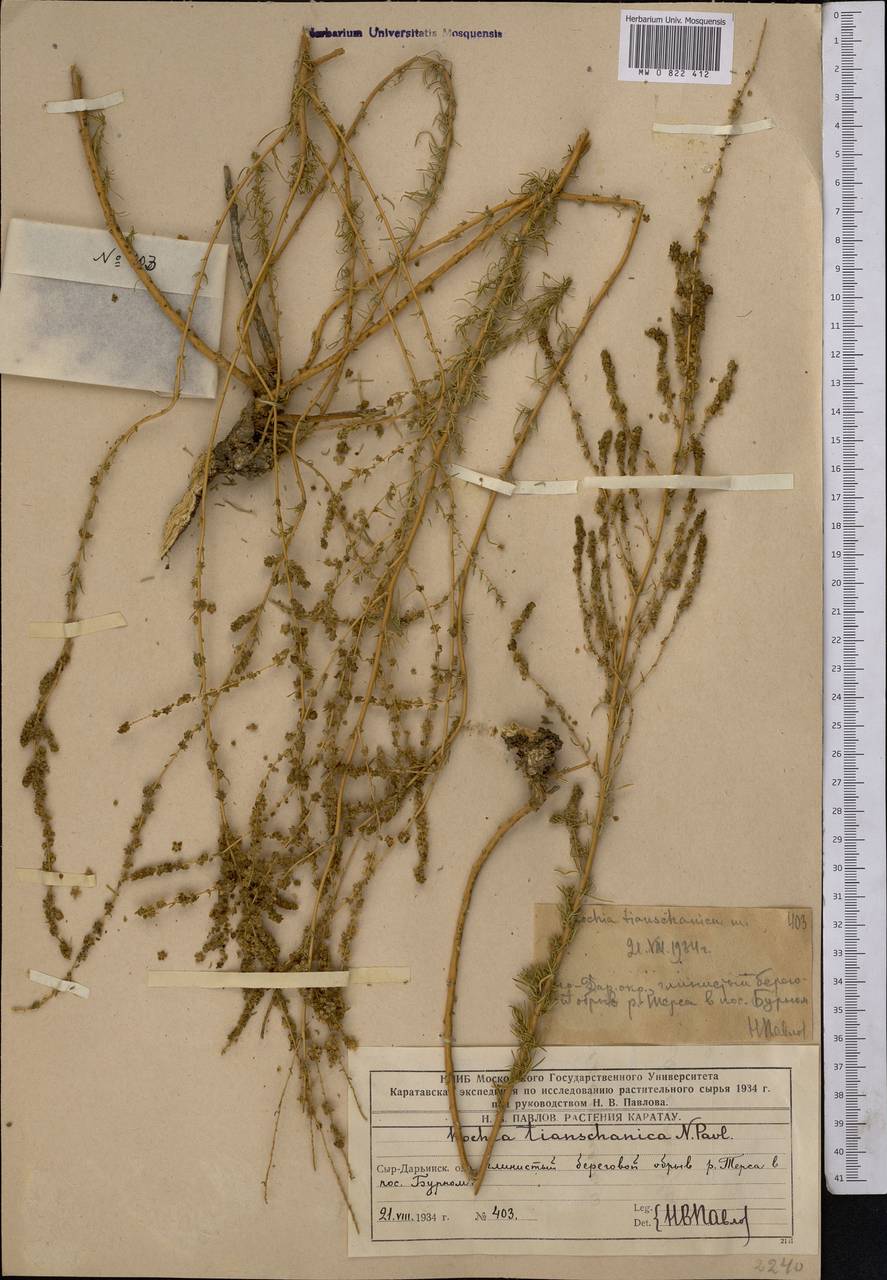 Бассия тяньшанская (Pavlov) Freitag & G. Kadereit, Средняя Азия и Казахстан, Западный Тянь-Шань и Каратау (M3) (Казахстан)