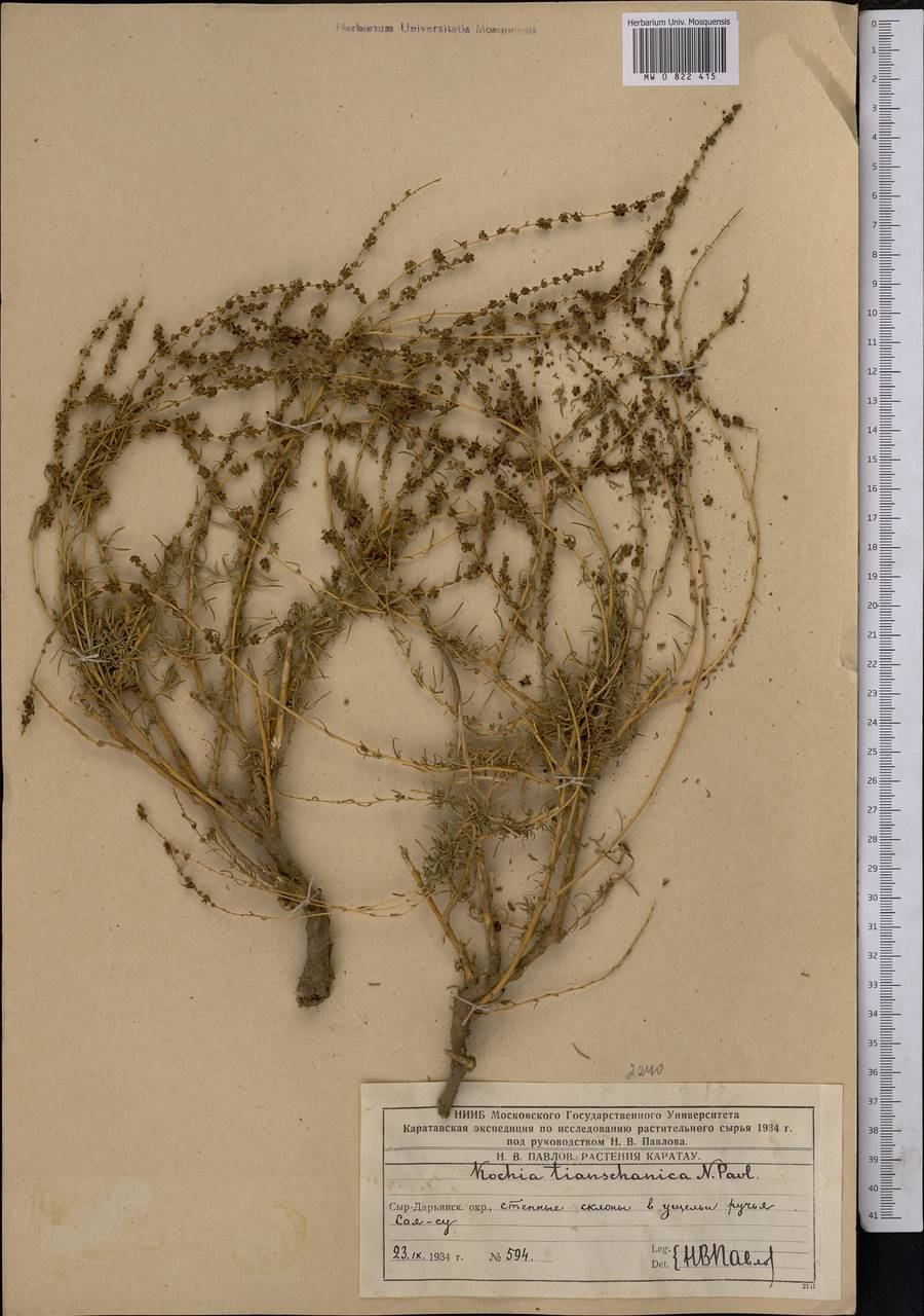 Бассия тяньшанская (Pavlov) Freitag & G. Kadereit, Средняя Азия и Казахстан, Западный Тянь-Шань и Каратау (M3) (Казахстан)
