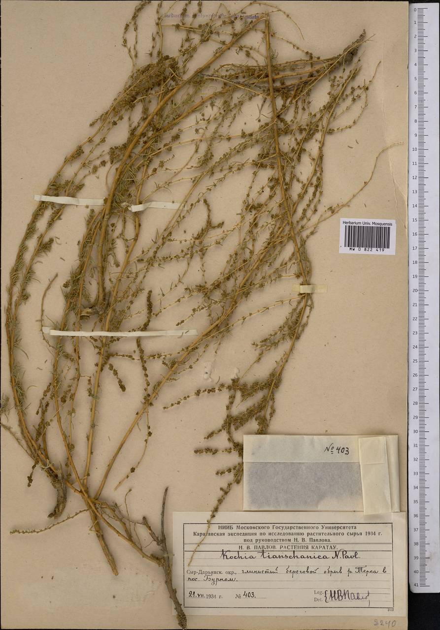 Бассия тяньшанская (Pavlov) Freitag & G. Kadereit, Средняя Азия и Казахстан, Западный Тянь-Шань и Каратау (M3) (Казахстан)