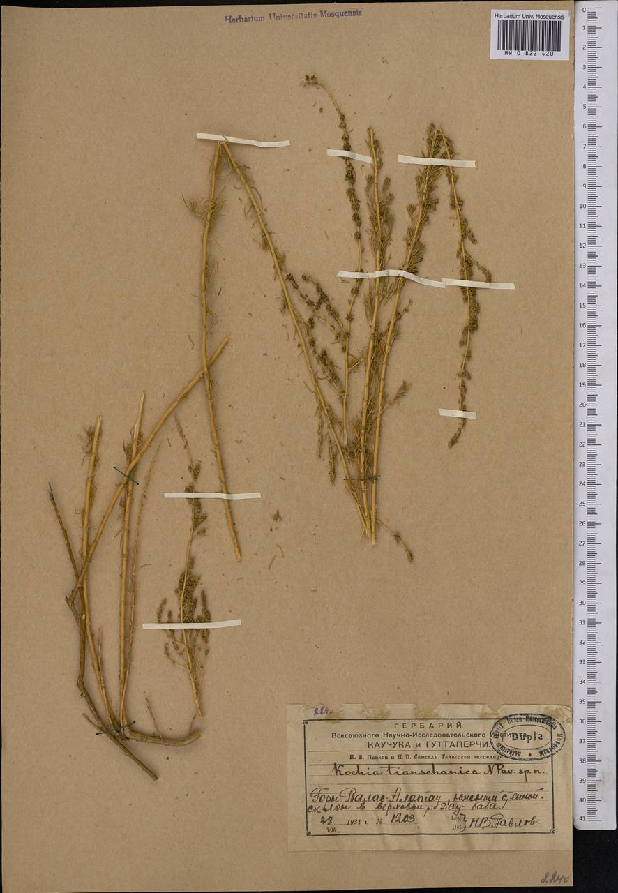 Бассия тяньшанская (Pavlov) Freitag & G. Kadereit, Средняя Азия и Казахстан, Западный Тянь-Шань и Каратау (M3) (Казахстан)