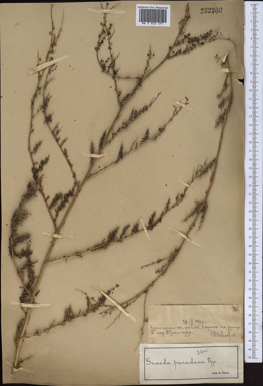 Сведа странная (Bunge) Bunge, Средняя Азия и Казахстан, Сырдарьинские пустыни и Кызылкумы (M7) (Казахстан)