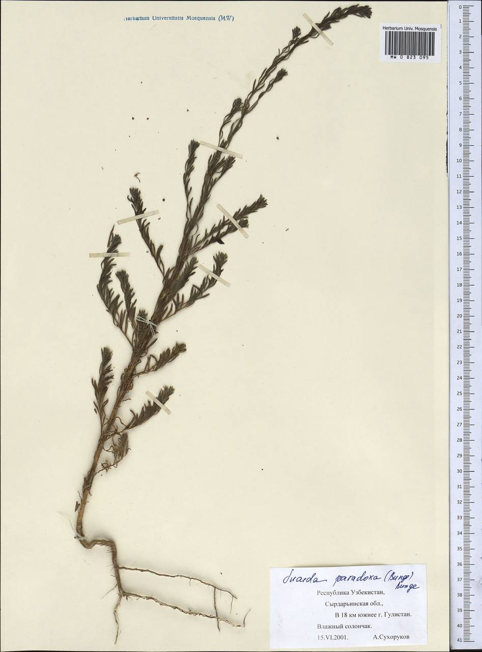 Сведа странная (Bunge) Bunge, Средняя Азия и Казахстан, Сырдарьинские пустыни и Кызылкумы (M7) (Узбекистан)