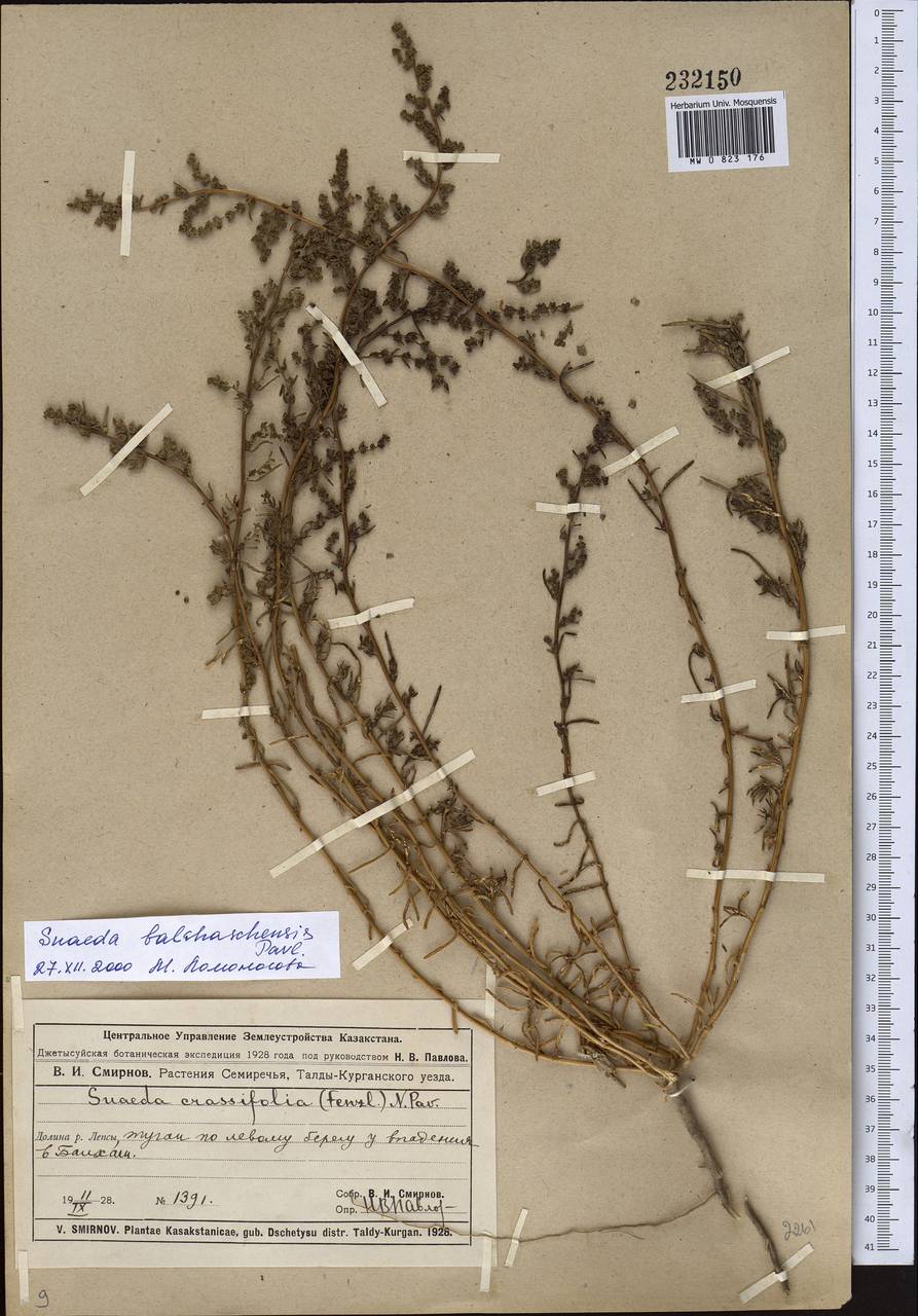 Bienertia kossinskyi (Iljin) Tzvelev, Средняя Азия и Казахстан, Муюнкумы, Прибалхашье и Бетпак-Дала (M9) (Казахстан)