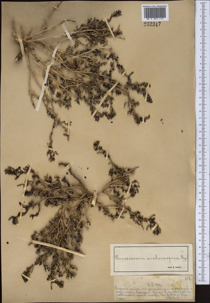 Сведа аралокаспийская (Bunge) Freitag & Schütze, Средняя Азия и Казахстан, Муюнкумы, Прибалхашье и Бетпак-Дала (M9) (Казахстан)