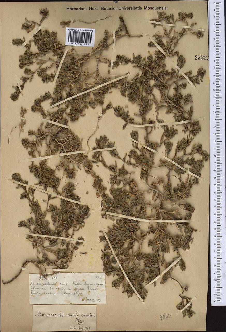 Сведа аралокаспийская (Bunge) Freitag & Schütze, Средняя Азия и Казахстан, Муюнкумы, Прибалхашье и Бетпак-Дала (M9) (Казахстан)