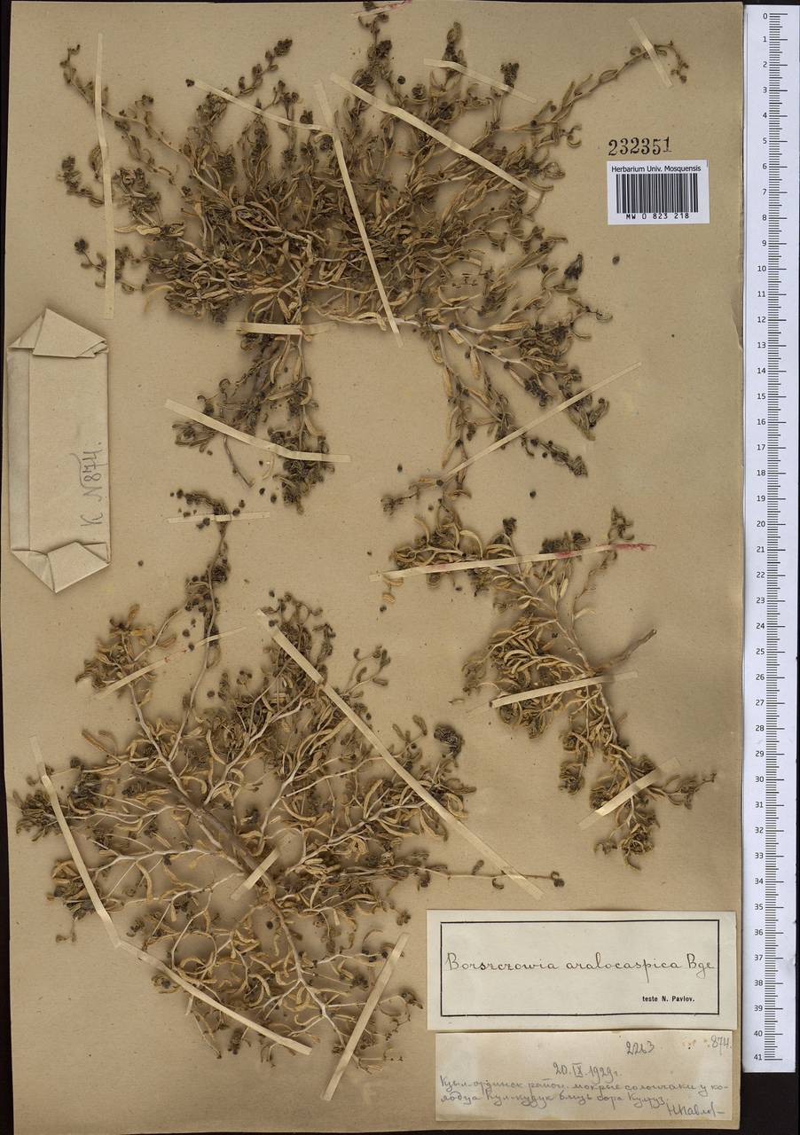 Сведа аралокаспийская (Bunge) Freitag & Schütze, Средняя Азия и Казахстан, Сырдарьинские пустыни и Кызылкумы (M7) (Казахстан)