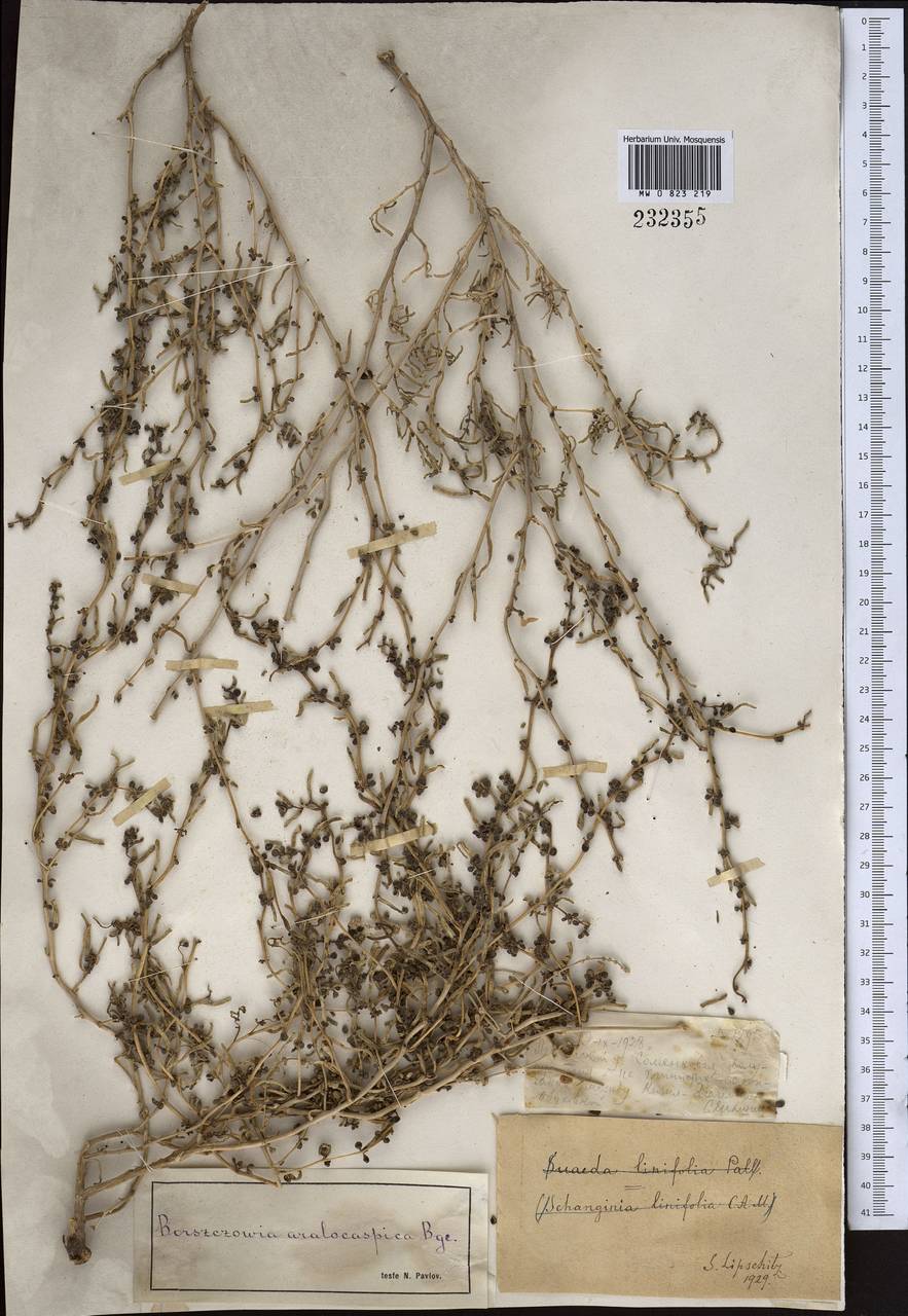 Сведа аралокаспийская (Bunge) Freitag & Schütze, Средняя Азия и Казахстан, Муюнкумы, Прибалхашье и Бетпак-Дала (M9) (Казахстан)