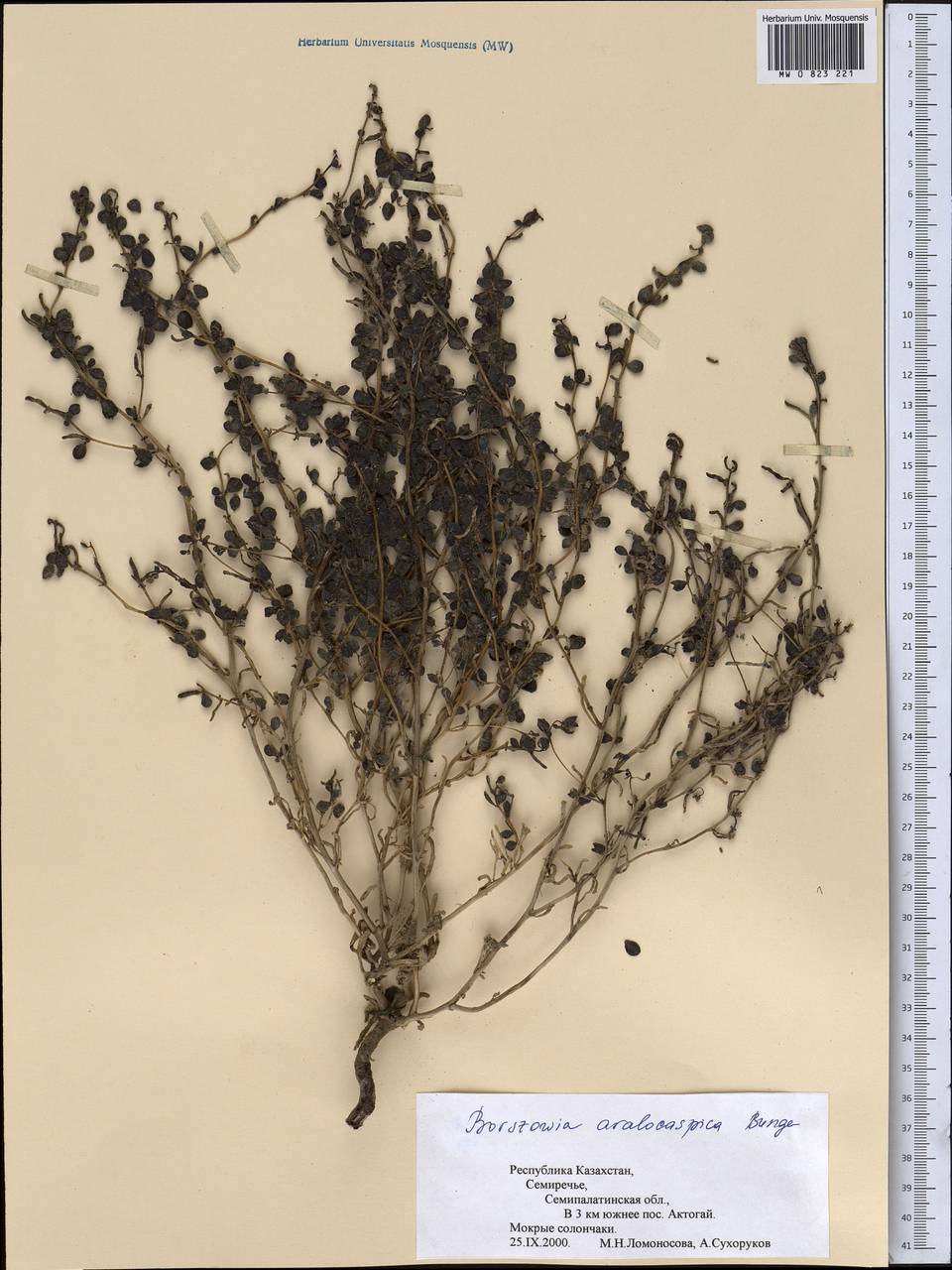 Сведа аралокаспийская (Bunge) Freitag & Schütze, Средняя Азия и Казахстан, Муюнкумы, Прибалхашье и Бетпак-Дала (M9) (Казахстан)