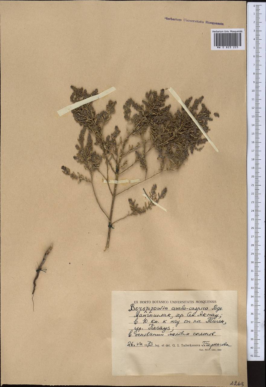 Сведа аралокаспийская (Bunge) Freitag & Schütze, Средняя Азия и Казахстан, Прикаспийский Устюрт и Северное Приаралье (M8) (Казахстан)