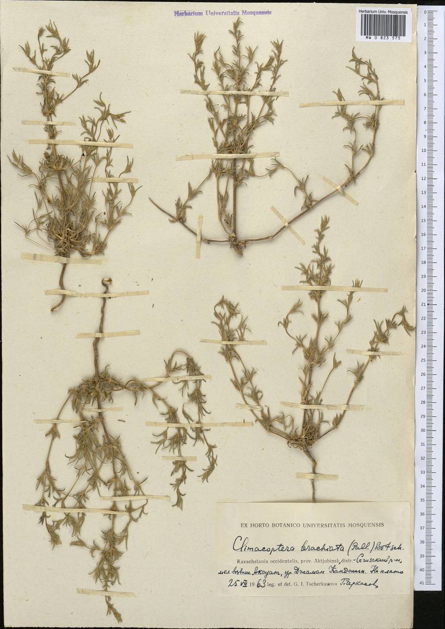 Pyankovia brachiata (Pall.) Akhani & Roalson, Средняя Азия и Казахстан, Прикаспийский Устюрт и Северное Приаралье (M8) (Казахстан)