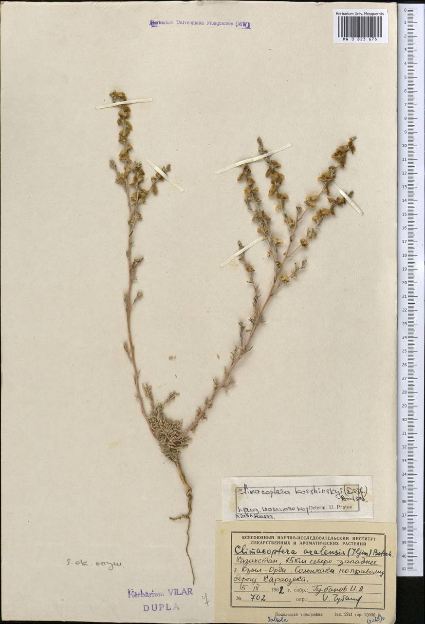 Климакоптера Кожинского (Drobow) Botsch., Средняя Азия и Казахстан, Сырдарьинские пустыни и Кызылкумы (M7) (Казахстан)