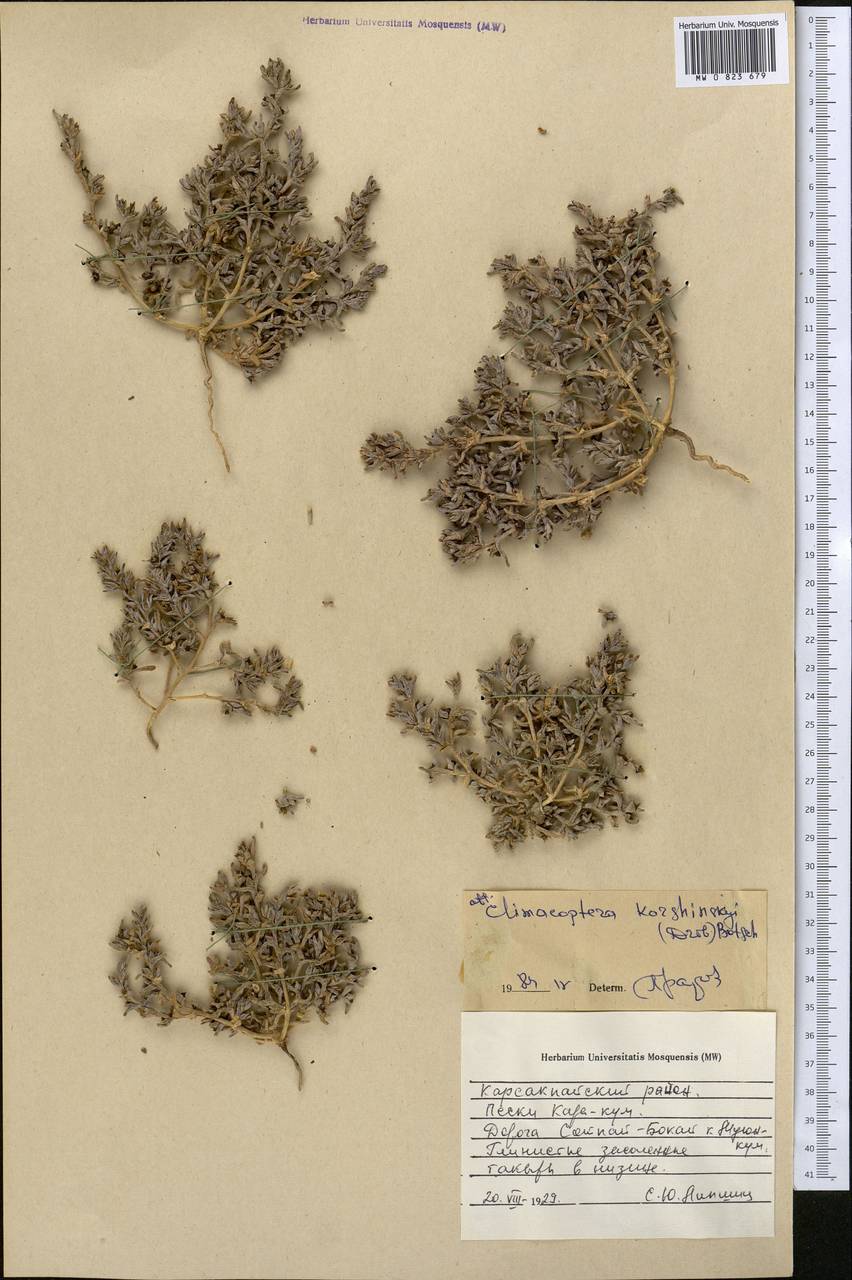 Климакоптера Кожинского (Drobow) Botsch., Средняя Азия и Казахстан, Муюнкумы, Прибалхашье и Бетпак-Дала (M9) (Казахстан)