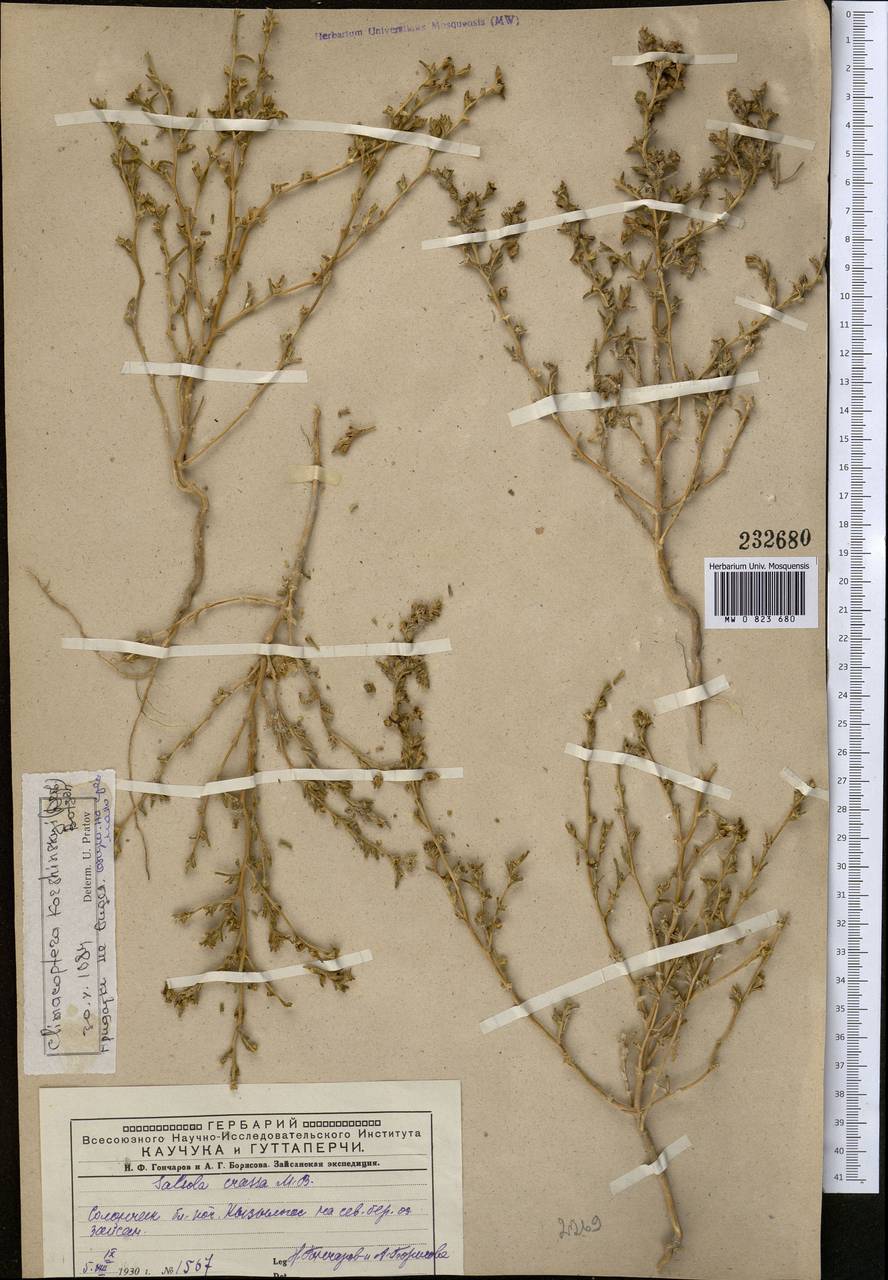 Климакоптера Кожинского (Drobow) Botsch., Средняя Азия и Казахстан, Муюнкумы, Прибалхашье и Бетпак-Дала (M9) (Казахстан)