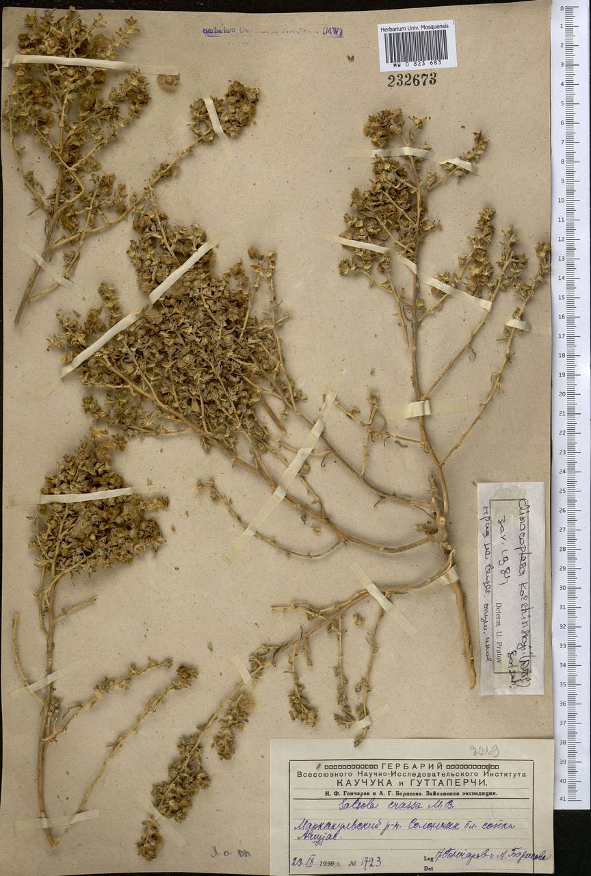 Климакоптера Кожинского (Drobow) Botsch., Средняя Азия и Казахстан, Муюнкумы, Прибалхашье и Бетпак-Дала (M9) (Казахстан)