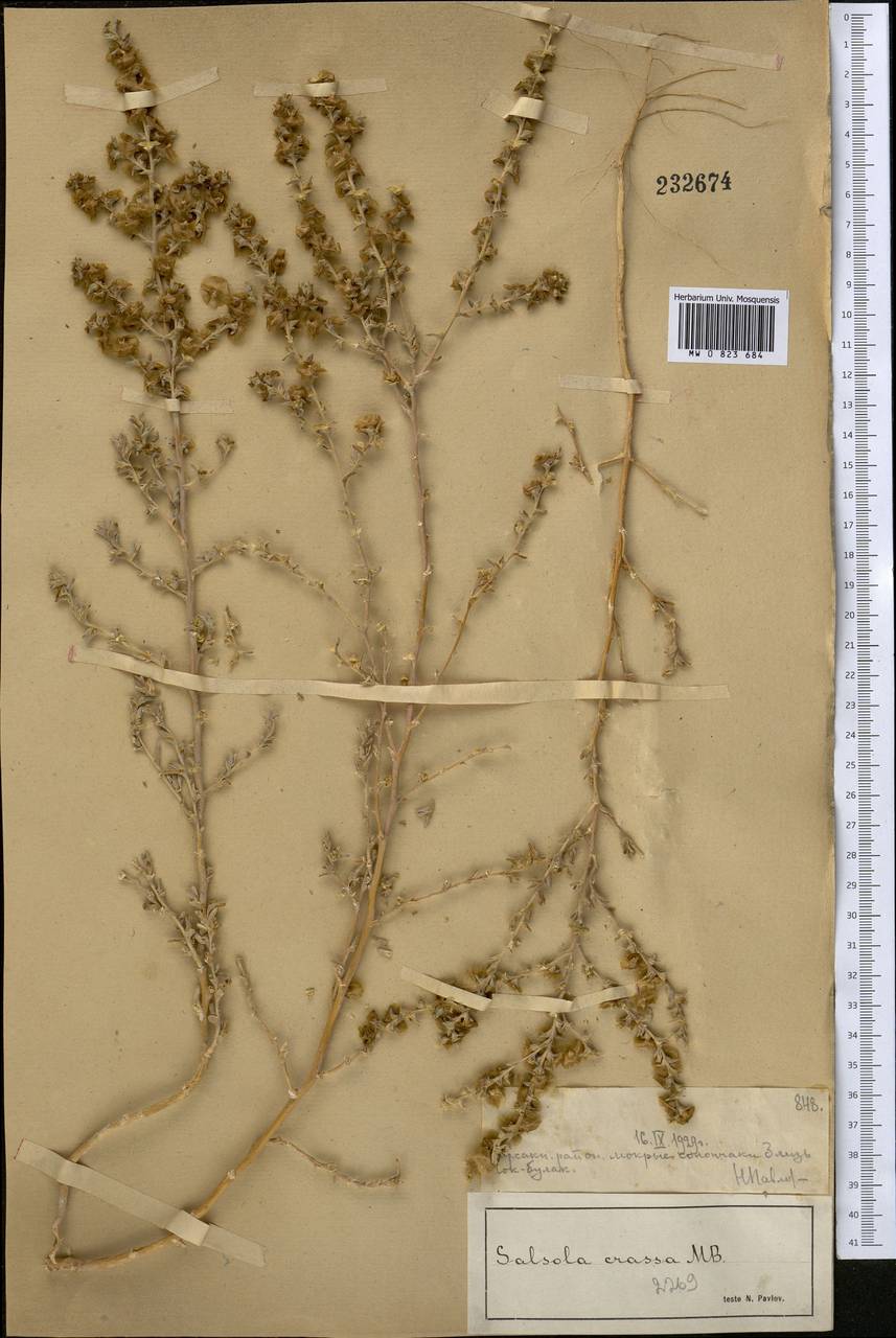 Климакоптера Кожинского (Drobow) Botsch., Средняя Азия и Казахстан, Муюнкумы, Прибалхашье и Бетпак-Дала (M9) (Казахстан)