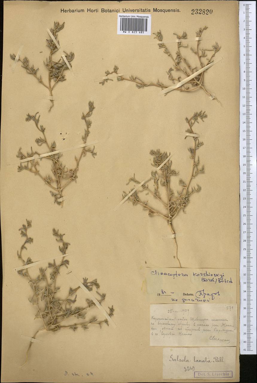 Климакоптера Кожинского (Drobow) Botsch., Средняя Азия и Казахстан, Муюнкумы, Прибалхашье и Бетпак-Дала (M9) (Казахстан)