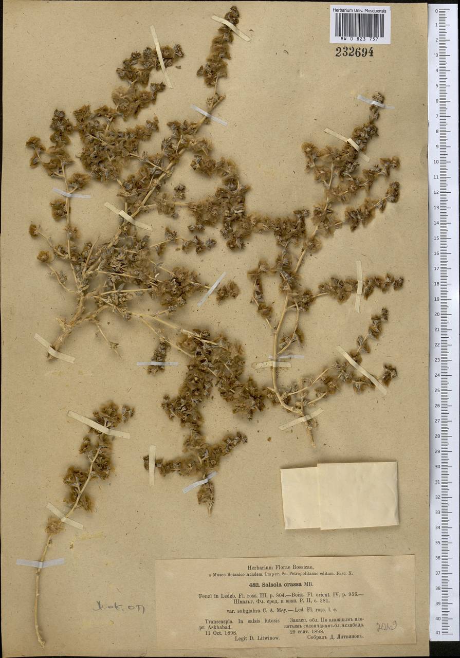 Climacoptera transoxana (Iljin) Botsch., Средняя Азия и Казахстан, Каракумы (M6) (Туркмения)