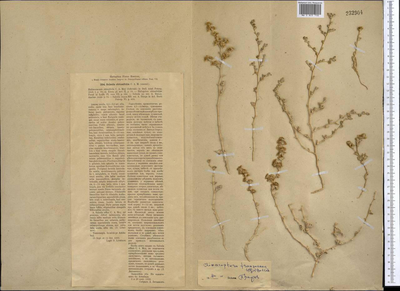 Climacoptera transoxana (Iljin) Botsch., Средняя Азия и Казахстан, Каракумы (M6) (Туркмения)