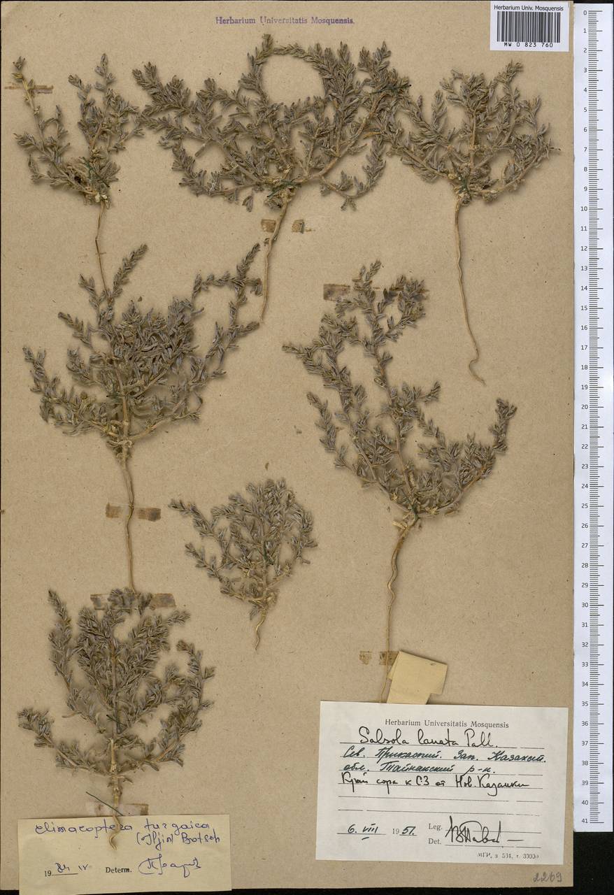 Климакоптера тургайская (Iljin) Botsch., Средняя Азия и Казахстан, Прикаспийский Устюрт и Северное Приаралье (M8) (Казахстан)