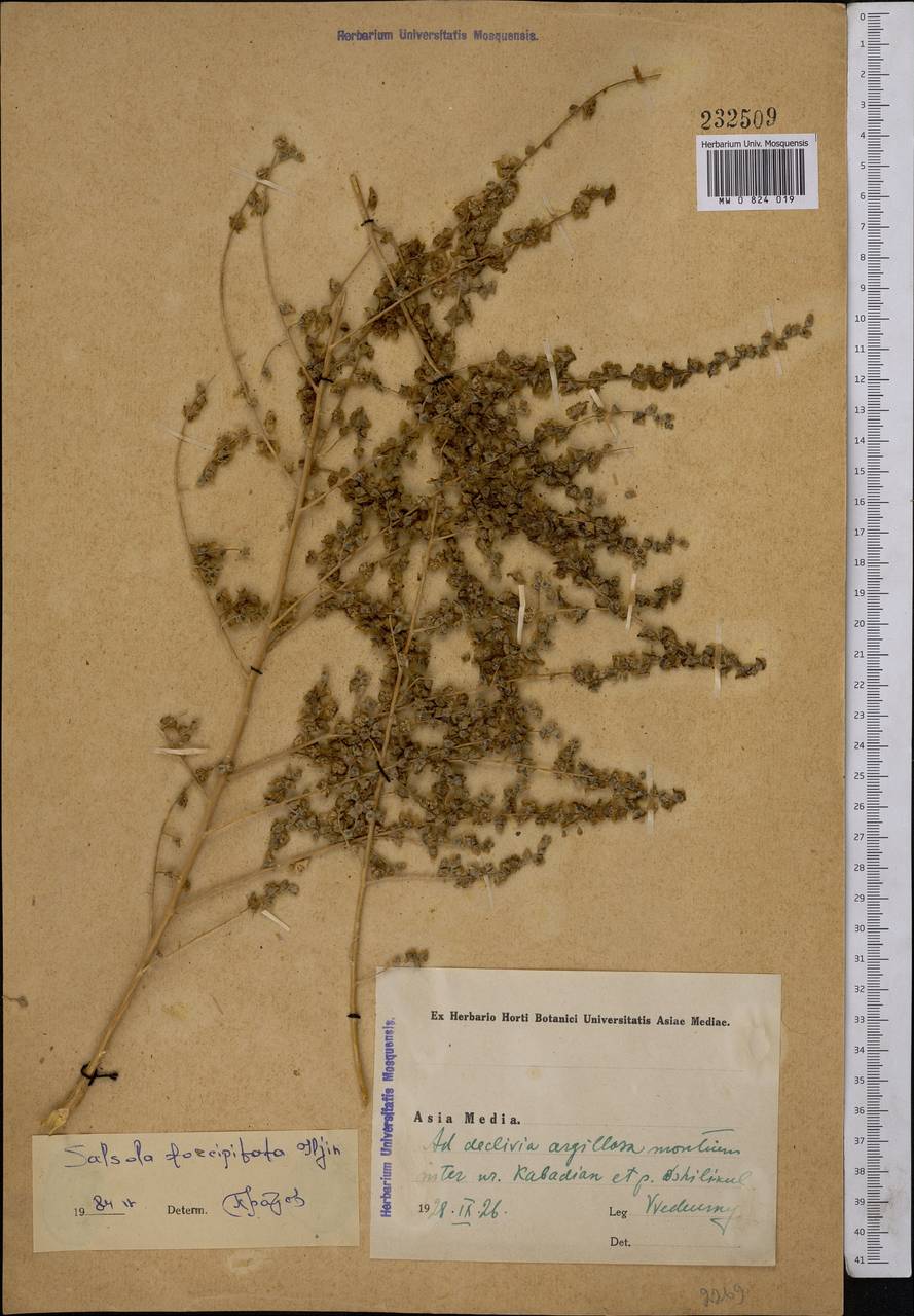 Caroxylon forcipitatum (Iljin) Akhani & Roalson, Средняя Азия и Казахстан, Памир и Памиро-Алай (M2) (Таджикистан)