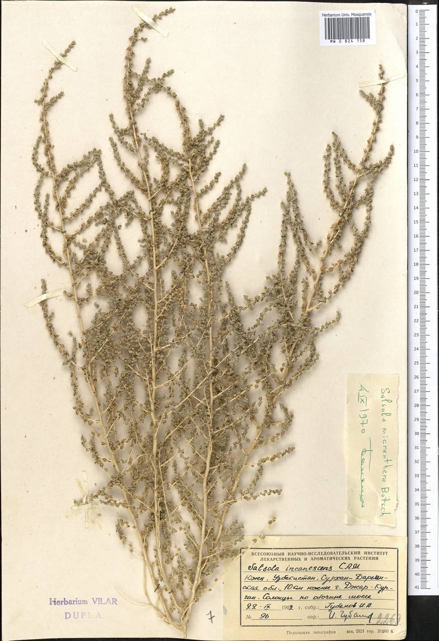 Nitrosalsola micranthera (Botsch.) Theodorova, Средняя Азия и Казахстан, Сырдарьинские пустыни и Кызылкумы (M7) (Казахстан)