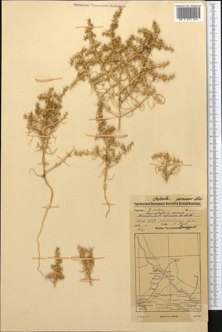 Солянка ранняя (Litv.) Sukhor., Средняя Азия и Казахстан, Каракумы (M6) (Туркмения)