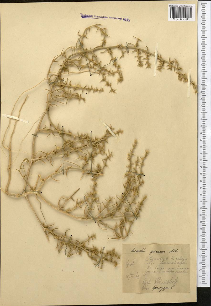 Солянка ранняя (Litv.) Sukhor., Средняя Азия и Казахстан, Каракумы (M6) (Туркмения)