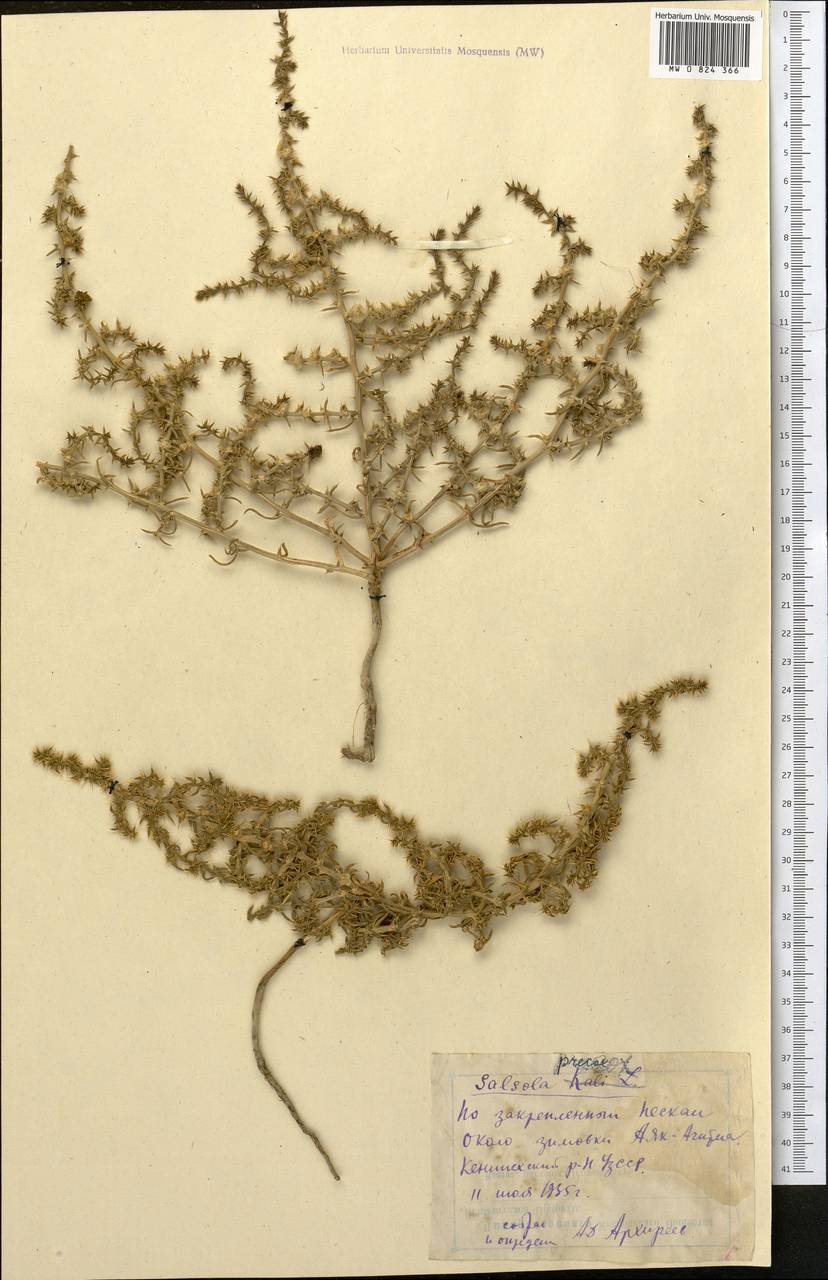 Солянка ранняя (Litv.) Sukhor., Средняя Азия и Казахстан, Сырдарьинские пустыни и Кызылкумы (M7) (Узбекистан)