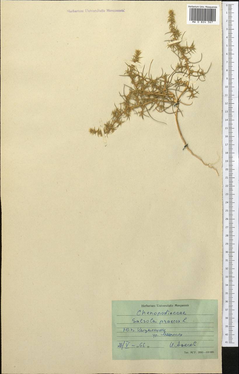 Солянка ранняя (Litv.) Sukhor., Средняя Азия и Казахстан, Сырдарьинские пустыни и Кызылкумы (M7) (Узбекистан)