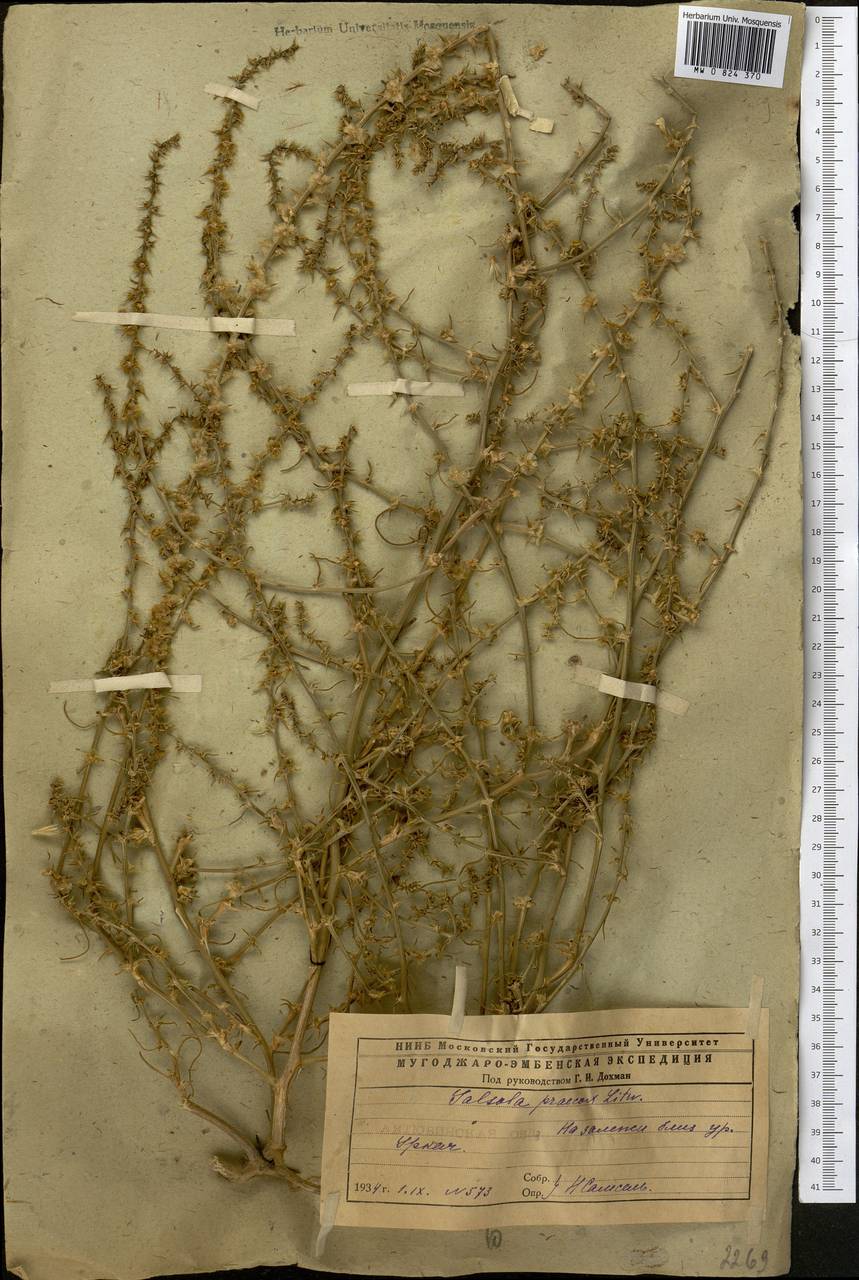 Солянка ранняя (Litv.) Sukhor., Средняя Азия и Казахстан, Прикаспийский Устюрт и Северное Приаралье (M8) (Казахстан)