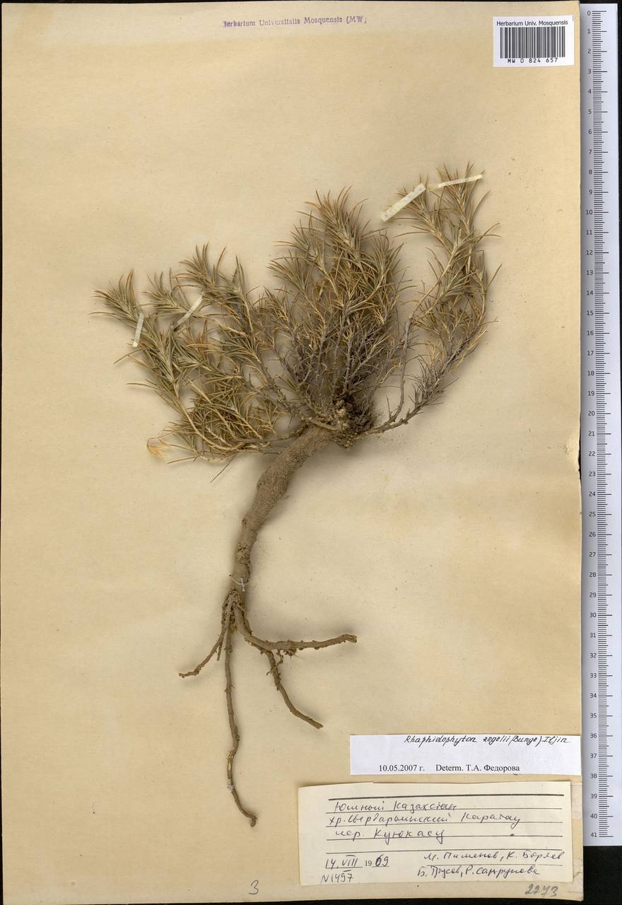 Рафидофитон Регеля (Bunge) Iljin, Средняя Азия и Казахстан, Западный Тянь-Шань и Каратау (M3) (Казахстан)