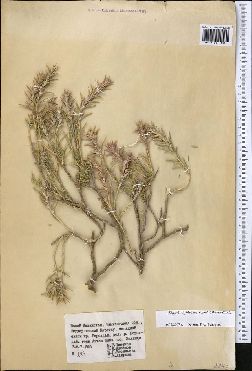 Рафидофитон Регеля (Bunge) Iljin, Средняя Азия и Казахстан, Западный Тянь-Шань и Каратау (M3) (Казахстан)