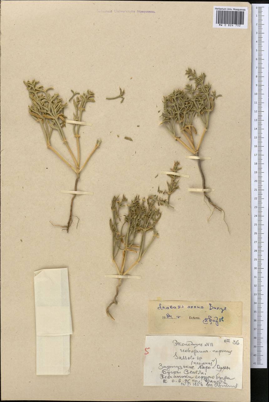 Anabasis annua Bunge, Средняя Азия и Казахстан, Каракумы (M6) (Туркмения)