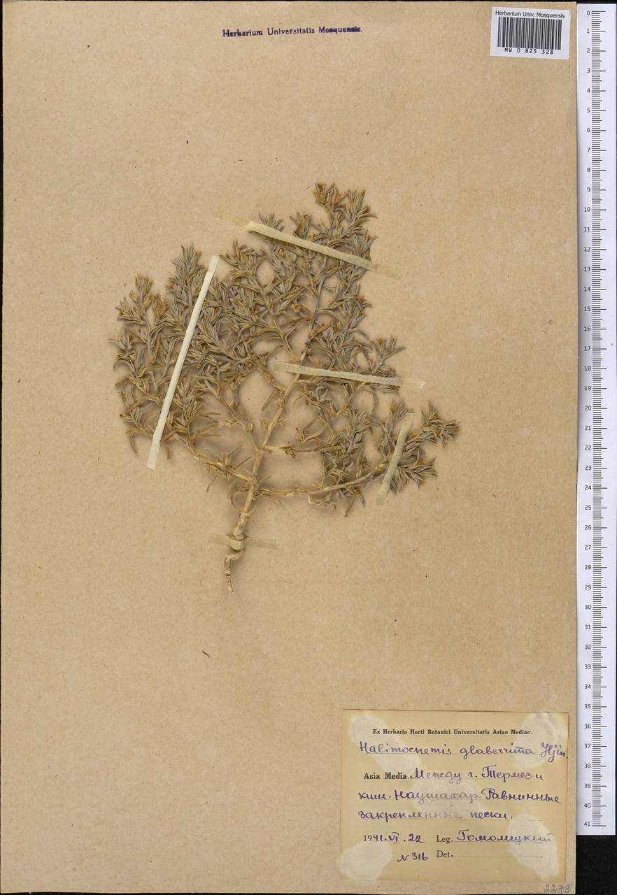 Halimocnemis glaberrima Iljin, Средняя Азия и Казахстан, Сырдарьинские пустыни и Кызылкумы (M7) (Узбекистан)