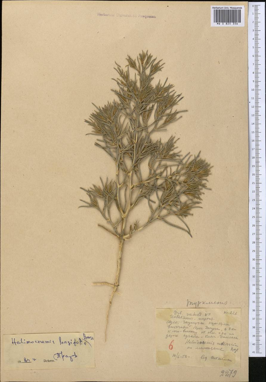 Halimocnemis longifolia Bunge, Средняя Азия и Казахстан, Каракумы (M6) (Туркмения)