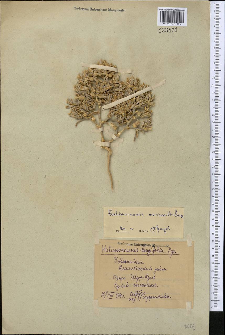 Halimocnemis macranthera Bunge, Средняя Азия и Казахстан, Сырдарьинские пустыни и Кызылкумы (M7) (Узбекистан)