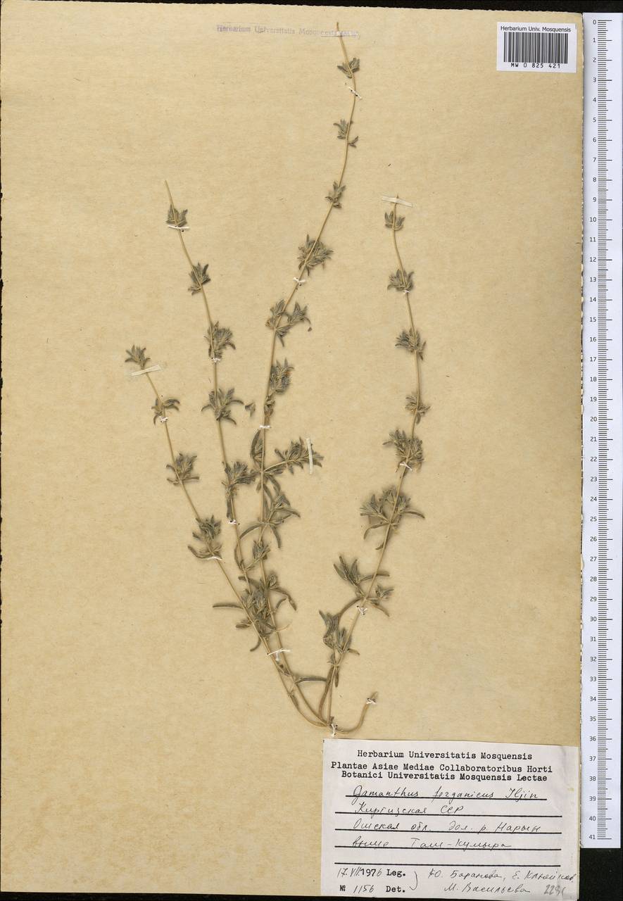 Halimocnemis ferganica (Iljin) Akhani, Средняя Азия и Казахстан, Западный Тянь-Шань и Каратау (M3) (Киргизия)