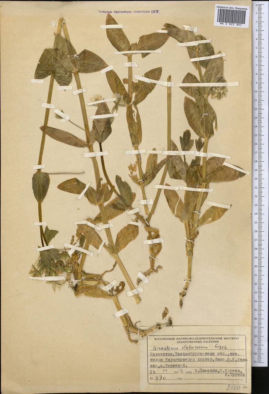 Dichodon davuricum (Fisch. ex Spreng.) Á. Löve & D. Löve, Средняя Азия и Казахстан, Джунгарский Алатау и Тарбагатай (M5) (Казахстан)
