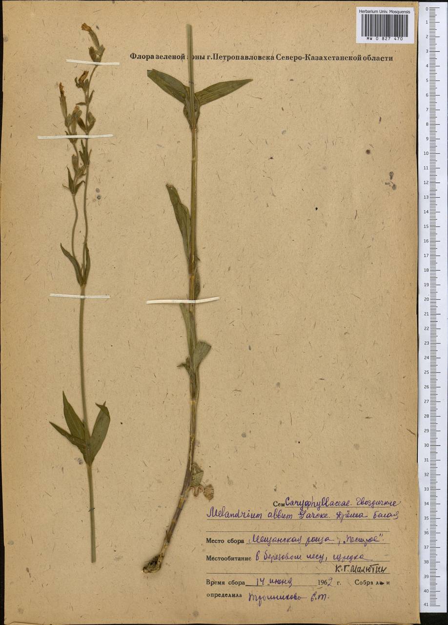 MW0827470, Melandrium album (Дрема белая), specimen