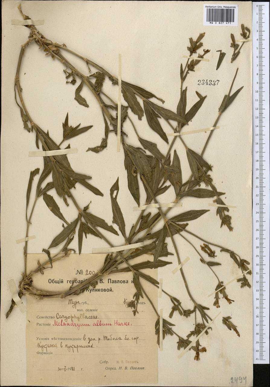 MW0827471, Melandrium album (Дрема белая), specimen