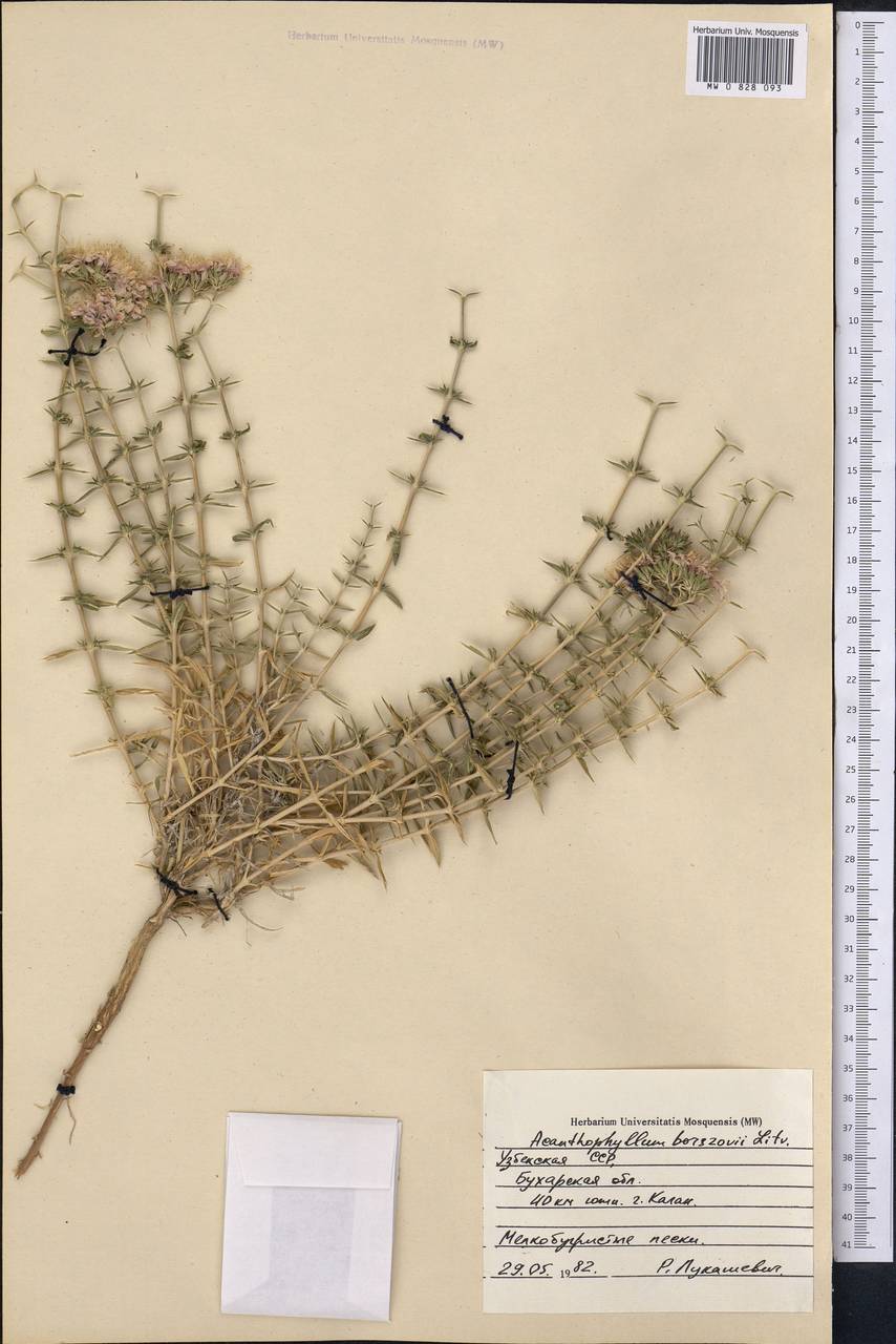 Колючелистник Борщова Litw., Средняя Азия и Казахстан, Сырдарьинские пустыни и Кызылкумы (M7) (Узбекистан)