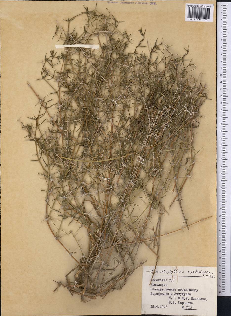 Acanthophyllum cyrtostegium A.I. Vvedensky, Средняя Азия и Казахстан, Сырдарьинские пустыни и Кызылкумы (M7) (Узбекистан)