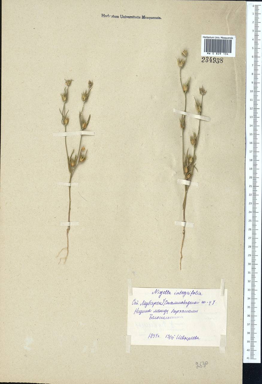 Komaroffia integrifolia (Regel) A. L. Pereira, Средняя Азия и Казахстан, Сырдарьинские пустыни и Кызылкумы (M7) (Узбекистан)