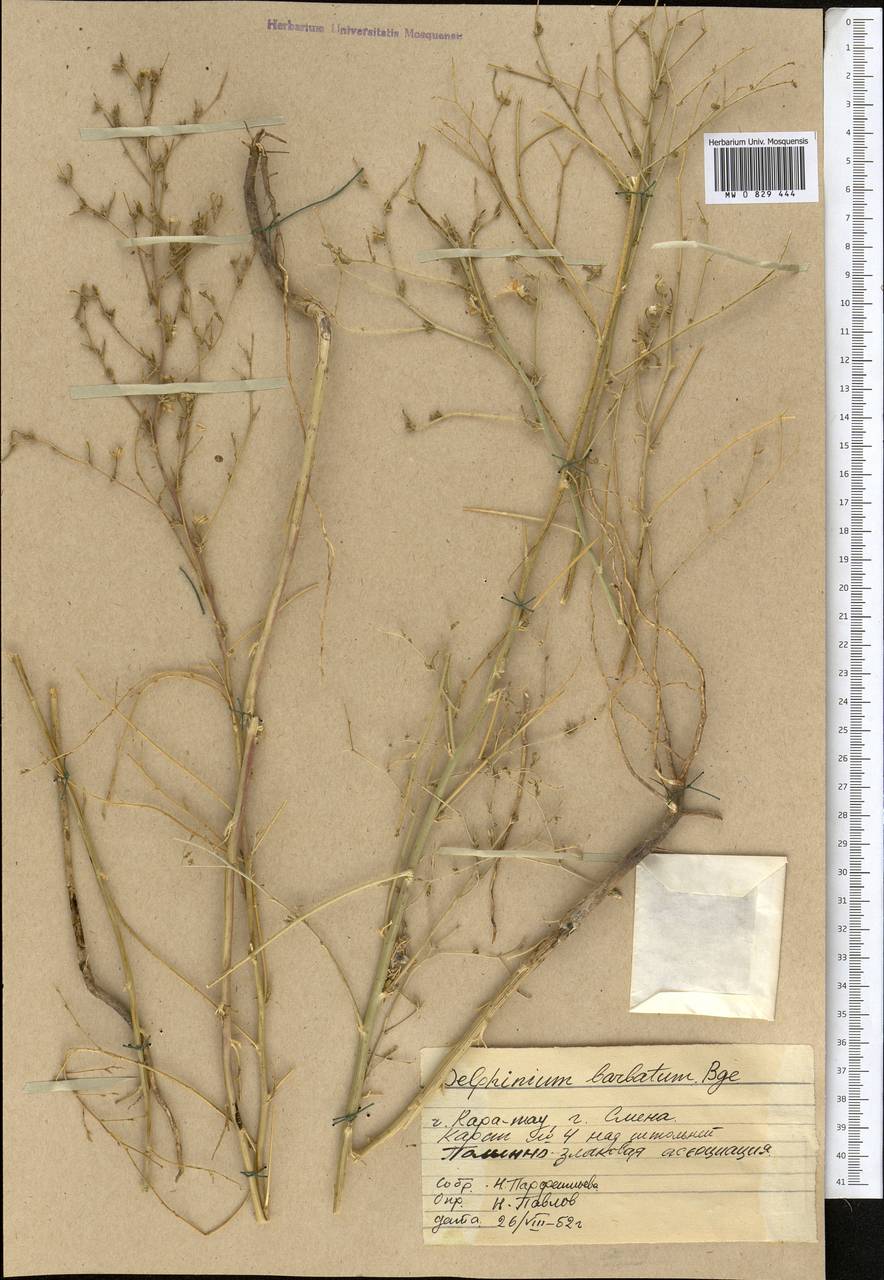 Delphinium barbatum Bunge, Средняя Азия и Казахстан, Западный Тянь-Шань и Каратау (M3) (Казахстан)