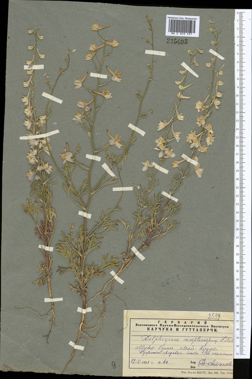 Delphinium camptocarpum Fisch. & C. A. Mey., Средняя Азия и Казахстан, Муюнкумы, Прибалхашье и Бетпак-Дала (M9) (Казахстан)